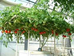 お家でプチ農園 水耕栽培によるトマト ミニトマトの水耕栽培 テクノ株式会社