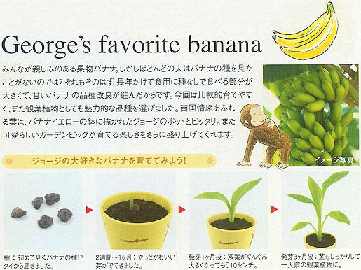ジョージとバナナ バナナの木栽培キット ジョージとバナナ 通信販売 テクノ株式会社