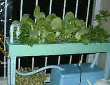 お家でプチ農園！家庭用水気耕栽培ホームハイポニカ５０１によるチンゲンサイの栽培例