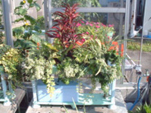 お家でプチ農園！家庭用水気耕栽培ホームハイポニカ５０１による観葉植物の栽培例