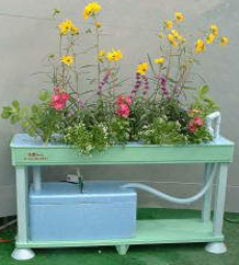 お家でプチ農園！家庭用水気耕栽培ホームハイポニカ５０１による可愛い花々の栽培例