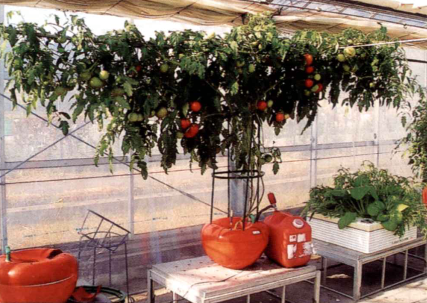 ホームハイポニカ６０１によるトマト・桃太郎の栽培例｜お家でプチ農園！家庭用水気耕栽培ホームハイポニカ６０１の通信販売｜育てる楽しみ！見る楽しみ！味わう楽しみ！美味しいトマトが驚くほど沢山とれます。誰でもカンタンに栽培できます。｜家庭用水気耕栽培装置ホームハイポニカ６０１の通信販売：テクノ株式会社