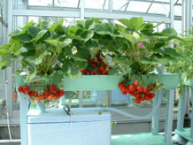 お家でプチ農園！家庭用水気耕栽培ホームハイポニカ５０１によるイチゴの栽培例