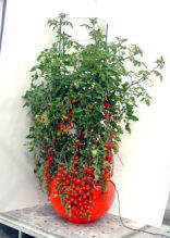 お家でプチ農園！家庭用水気耕栽培ホームハイポニカ６０１によるミニトマトの栽培例