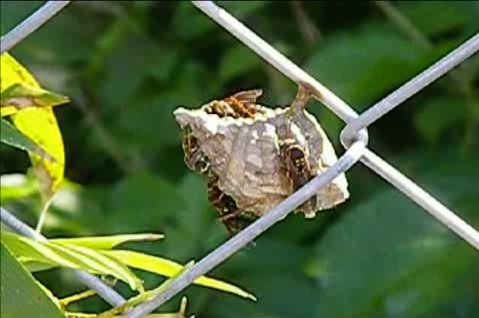 ハチ（ススメバチも）を泡で包み込み安全に、素早く駆除！！イカリ消毒ハチの巣駆除ムースの通信販売！３００ｍｌ巣を包み込み安全に駆除！ムースを遠くまで飛ばす特殊設計により離れた場所から駆除ができます。缶を強く振って使用しないでください。中の液体が泡立ち飛距離が短くなる場合があります。飛距離は無風状態水平噴射で最大３mです。強力噴射のため、約１５～２５秒で全量噴射されます。ムースの泡がスズメバチ・アシナガバチの巣を包みこみ窒息＋即効性の薬剤が素早く駆除します。ムースの付着により巣の表面や巣穴から出てくるハチを素早く落とし、窒息させます。ハチが巣穴からムースを押し出して出てきたら、再度巣穴を塞ぐように施工し、巣及び巣周辺で活動が無くなるまで、繰り返し施工して下さい。