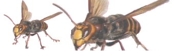蜂駆除用防護服・蜂の巣駆除用防護服・ハチブロックの通信販売｜スズメバチ駆除、アシナガバチ駆除、ハチ駆除に最適な防護服です。