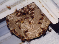 キイロスズメバチ、コガタスズメバチなど、都市群の環境に適応できるスズメバチが、人家の屋根裏や軒下、公園、道路の街路樹、植え込み等に営巣する事例が増えております。 これらスズメバチの天敵はオオスズメバチや他の大型の昆虫等ですが、これらの種は都市環境には適応できず、人間の生活圏に生息するのは難しいため、都市部では天敵のいなくなったキイロスズメバチ、コガタスズメバチが毎年数を増やし、人との距離が近い分被害が大きく社会問題になっています。毎年30〜40人、多い年では60人もの人がスズメバチに刺され死亡しており、その被害は巣が急激に成長する7月〜10月に集中しています。